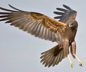 aguilucho-ave