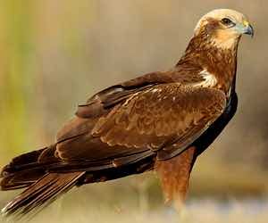 aguilucho lagunero