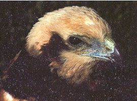 aguilucho