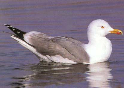 gaviota-patiamarilla