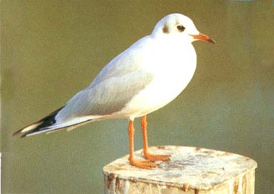 gaviota-reidora