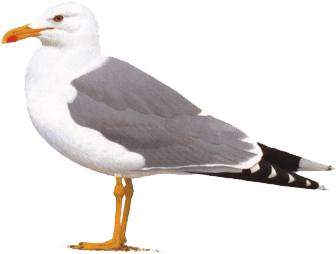 gaviota