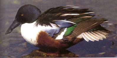 pato-cuchara