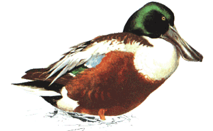 pato-cuchara-verde