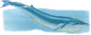acuatico