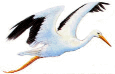 aereo