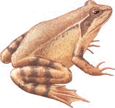rana