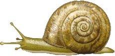 caracol