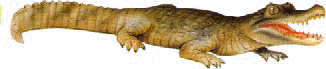 carnívoro