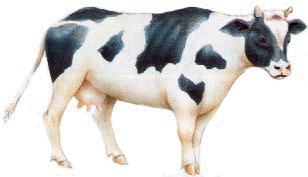 herbivoro