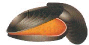 molusco