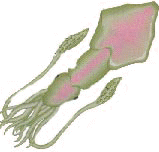 molusco2