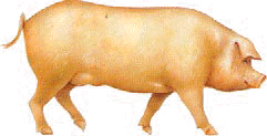 Omnivoro