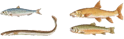 peces variados