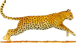 terrestre