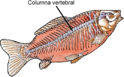 animales vertebrados