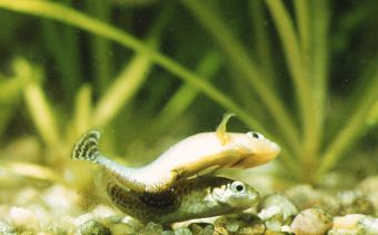 peces-fartet