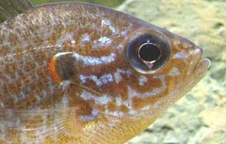 perca