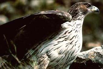 aguila-perdicera