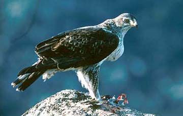 aguila-perdicera-foto