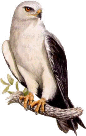 elanio