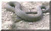 reptiles-culebra