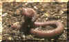 reptiles2