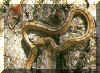 reptiles-culebraesc