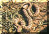 reptiles2