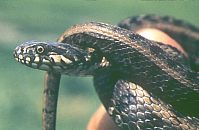culebra_viperina2