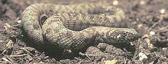culebra viperina1