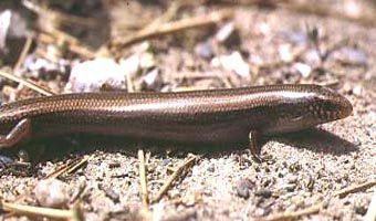 eslizon