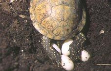 Galápago europeo