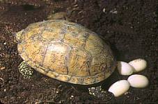Galápago comun
