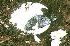 tortuga