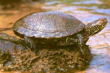 Galápago