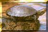 galapago_europeo