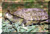 galapago_leproso