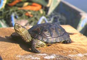 tortuga