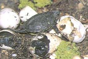 Galápago tortuga