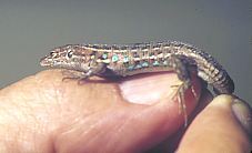 lagartija Sargantana