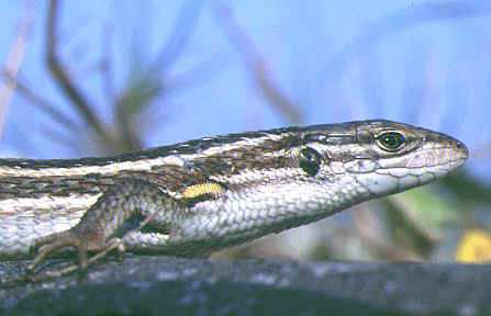 sagantana