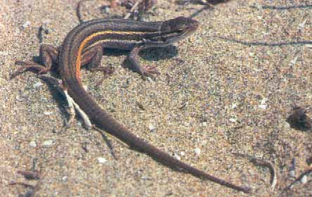 lagartija colilarga