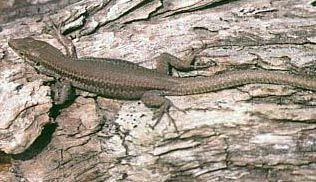 lagartija