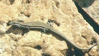 lagartija comun