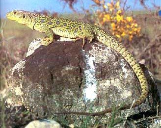lagarto