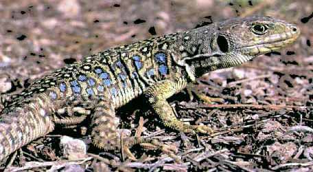 lagarto ocelado