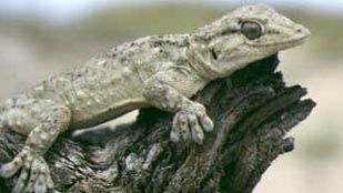 Salamanquesa