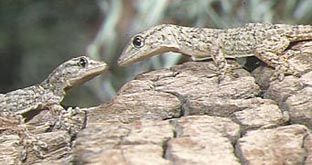 salamanquesa comun