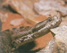vibora hocicuda2